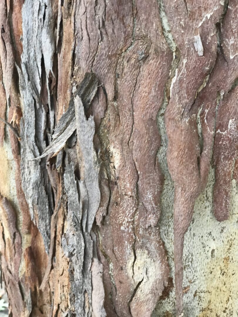 peeling-bark-tree