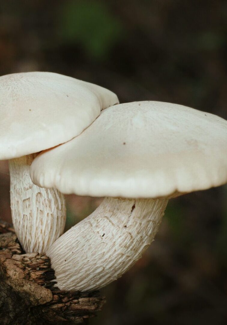 two-mushrooms-white